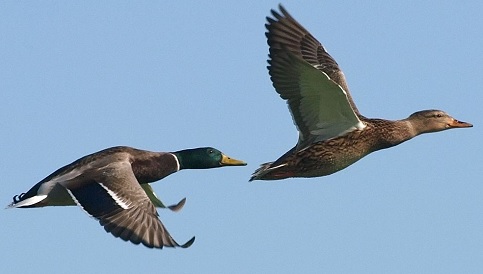 aerodynamics for kids birds flying