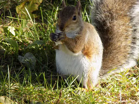 heat transfer for kids squirrel picture