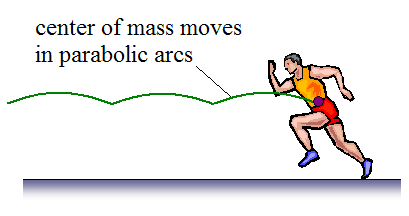 parabolic arc traced by runners center of mass
