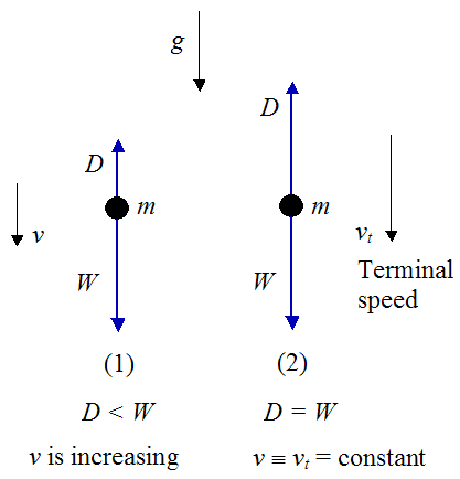 free body diagram of skydiving