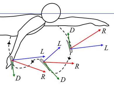 swimming hand motion through water and forces