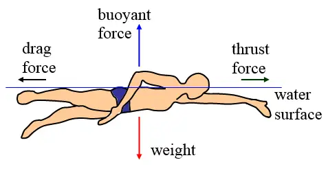 physics of swimming during swimming