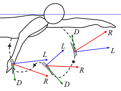 swimming hand motion through water and forces